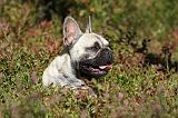 BOULEDOGUE FRANCAIS 767